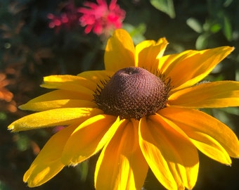 Black-Eyed Susan Rudbeckia Hirta Perennial Flower