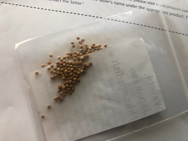 Wasabi Japanese Horseradish Seeds 芥末/日本辣根 50 Seeds Etsy