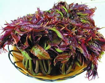 Chinese Toon Toona sinensis Rote Samen 北方红油香椿 - 100 Samen