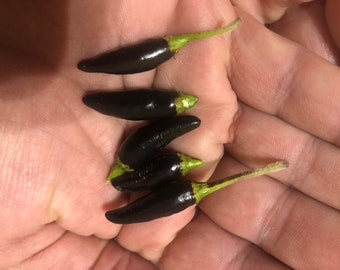 Black Cobra Hot Pepper  黑色眼鏡蛇辣椒 - 10 Seeds