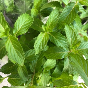 1 Starter Plant of Perennial Swiss Mint Mentha x piperita &#39;swiss&#39;