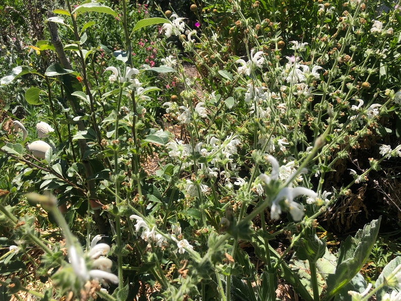 Salvia argentea Silver Sage 'Artemis' 30 Seeds image 10