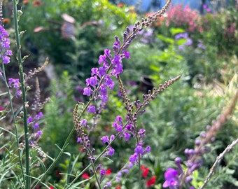 1 Starter Plant of Linaria Purple Toadflax Perennial Flower