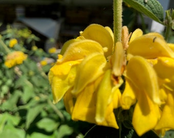 Phlomis russeliana  Hardy Jerusalem Sage Perennial Flower