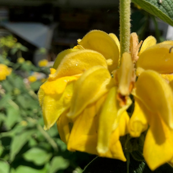 Phlomis russeliana  Hardy Jerusalem Sage Perennial Flower