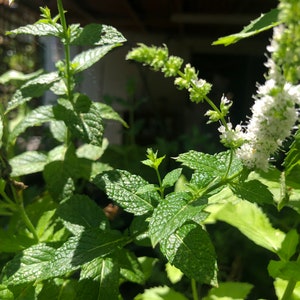 1 Starter Plant of Perennial Herb Moroccan Mint image 1