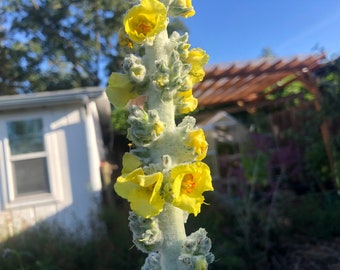 50+ Verbascum Chaixii ‘Wedding Candles’ Flower Seeds – Deer Resistant Perennial