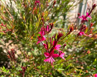 1 Starter Plant of Gaura lindheimeri Ballerina Rose Perennial Flower