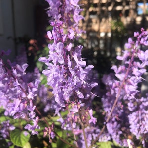 3 Starter Plants of Plectranthus ciliatus 'Zulu Wonder' Perennial Flower image 4