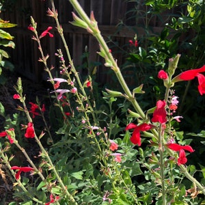 1 Starter Plant of Salvia Darcyi Perennial Flower image 10