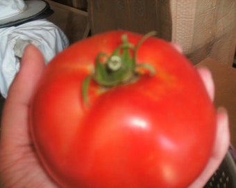 1 plant de démarrage de Big Beef Tomato