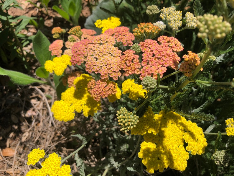 Achiella Achillea millefolium Colorado mixture Yarrow Perennial Flower image 10