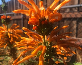 1 Starter Plant of Perennial Leonotis leonurus Lion's Tail Perennial Flower