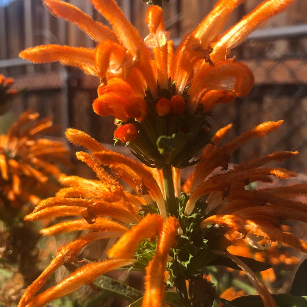 1 Starter Plant of Perennial Leonotis leonurus Lion's Tail Perennial Flower