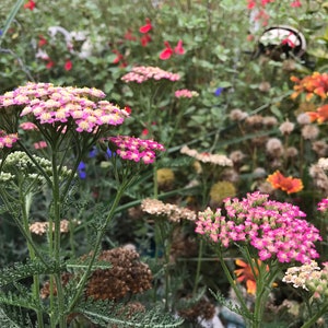 Achiella Achillea millefolium Colorado mixture Yarrow Perennial Flower image 6