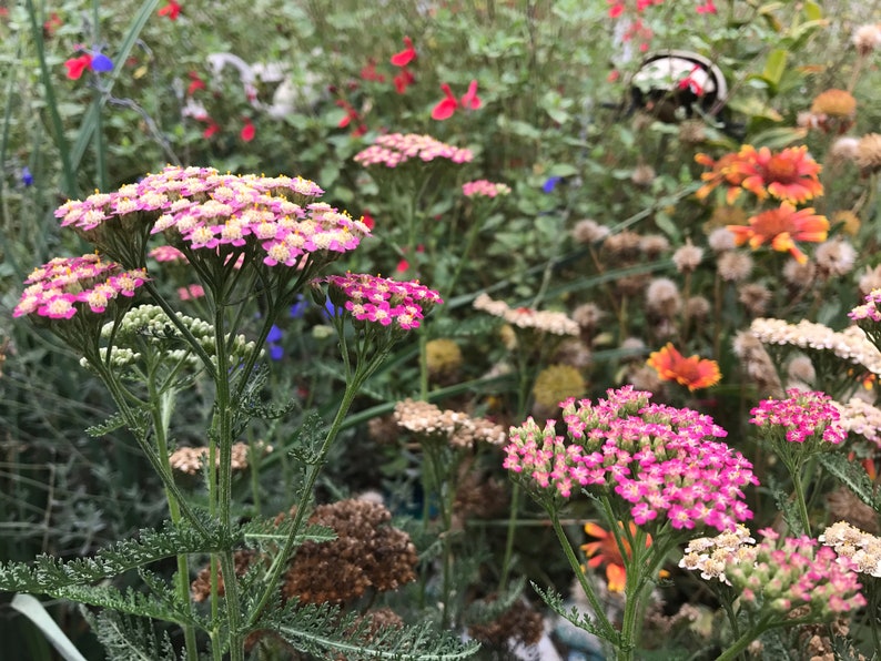 Achiella Achillea millefolium Colorado mixture Yarrow Perennial Flower image 6