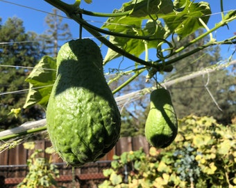 May include: Two green chayote squash hanging from a vine. The squash are bumpy and have a light green color. The vine is growing on a trellis.
