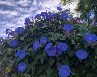 1 Plant of Perennial Morning Glory Grandpa Ott's Heirloom Vine