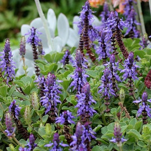 3 plantes de démarrage de Plectranthus neochilus fleur vivace image 2