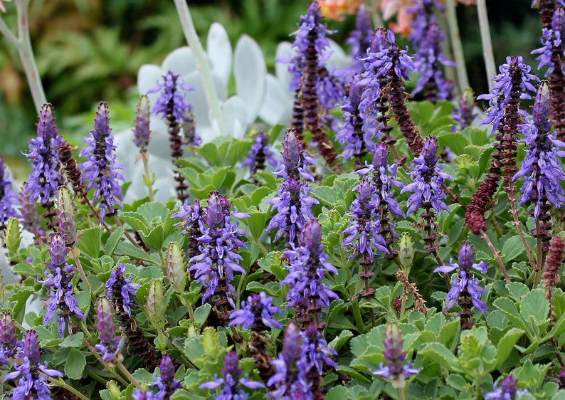 3 Starter Plants of Plectranthus neochilus Perennial Flower image 2