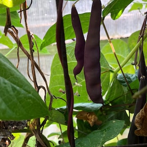 Purple Podded Pole Bean Seeds 紫四季豆 - 20 Seeds