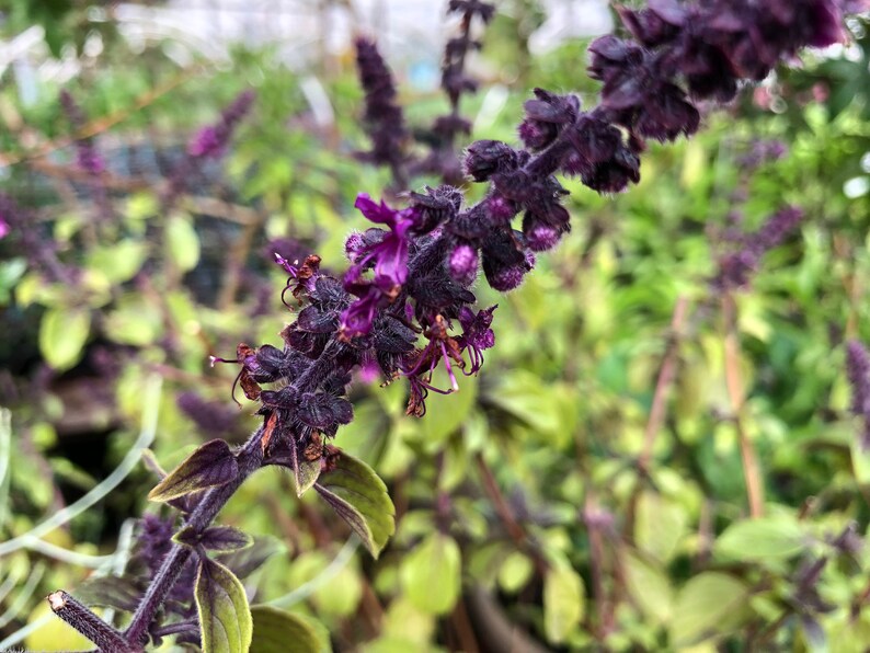 1 Plant of Perennial Basil Herbalea Wild Magic Custom Etsy