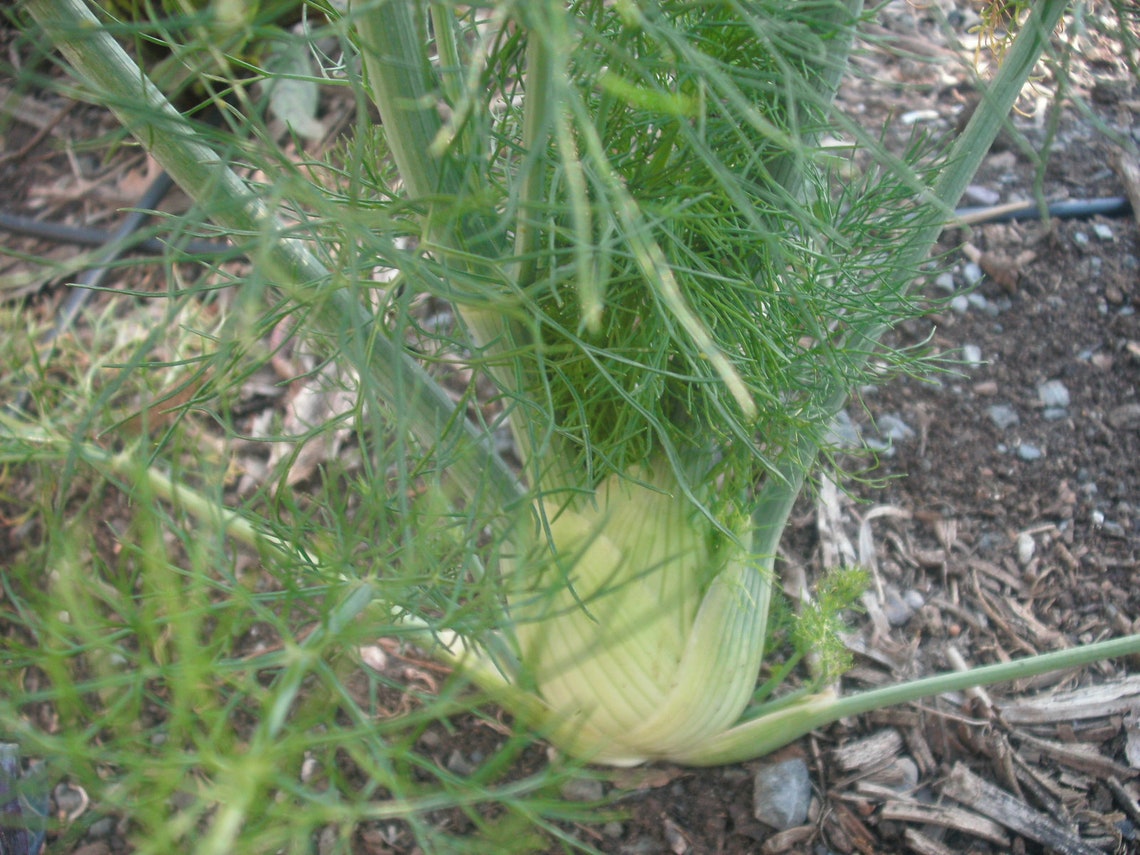 Zefa Fino Florence Fennel Seeds 茴香 100 Seeds Etsy