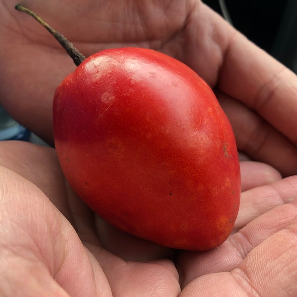 Tamarillo Tree Tomato 樹番茄 - 10 Seeds