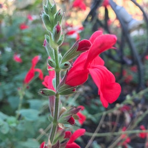 1 Starter Plant of Salvia Darcyi Perennial Flower image 8