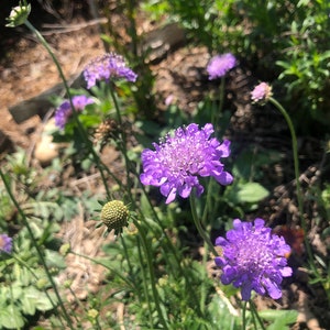 1 Starter Plant of Scabiosa columbaria Butterfly Blue Pincushion Perennial Flower image 2