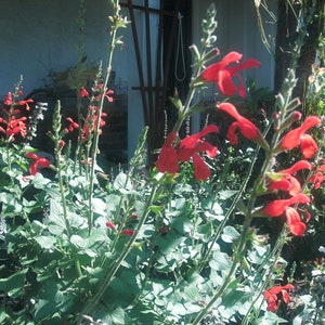 1 Starter Plant of Salvia Darcyi Perennial Flower image 6