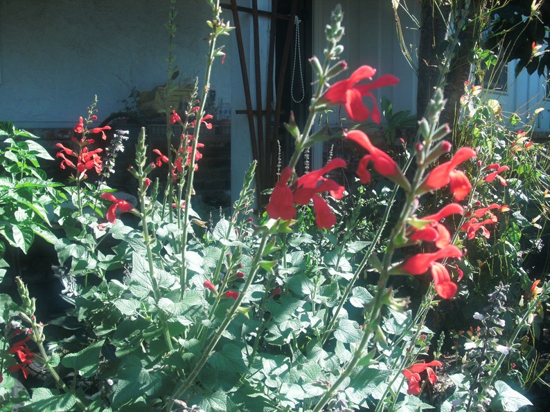 1 Starter Plant of Salvia Darcyi Perennial Flower image 6