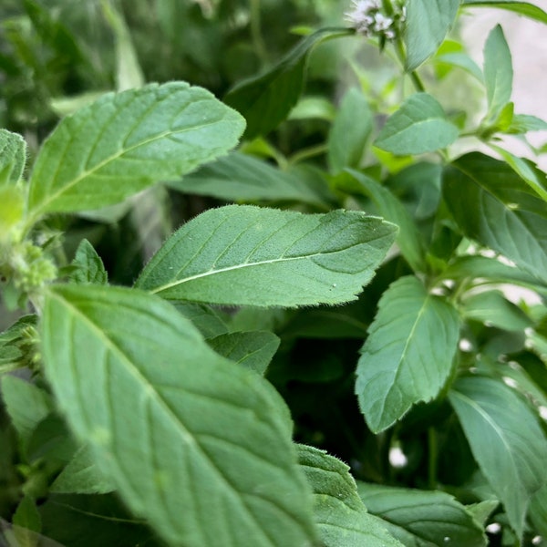 Perennial Vietnamese Mint (Ginger Mint) Mentha x gracilis