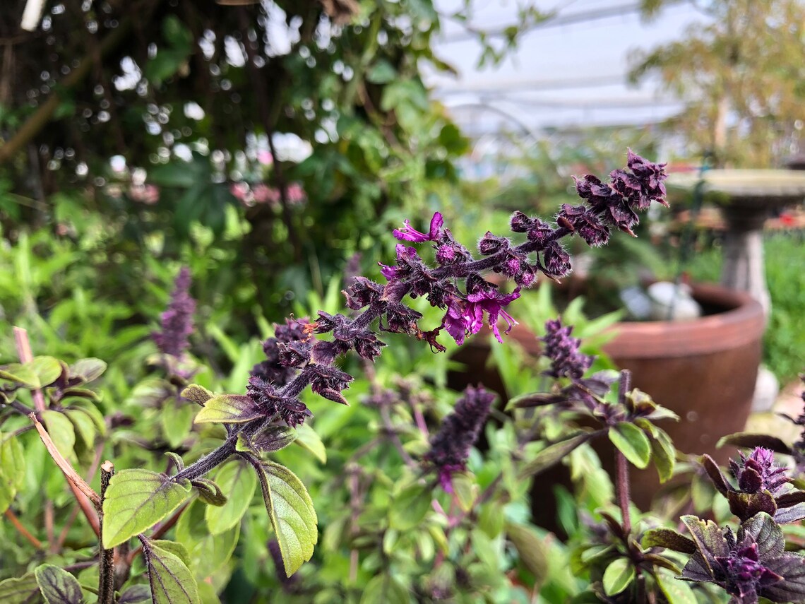 1 Plant of Perennial Basil Herbalea Wild Magic Custom Etsy