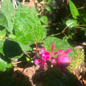 1 Starter Plant of Salvia involucrata Rosebud Salvia Perennial Flower image 5