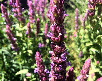 1 Starter Plant of Nepeta Tuberosa Catmint Perennial Flower