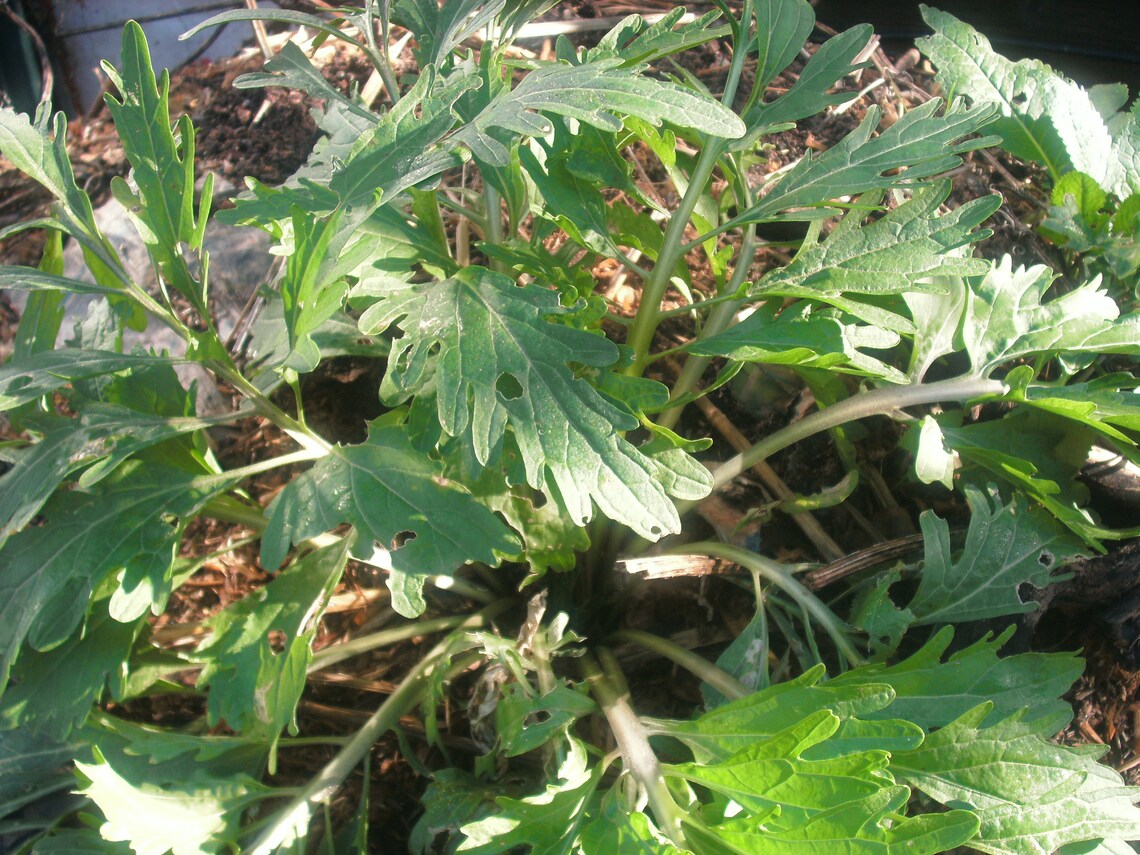 1 Starter Plant of Perennial Horse Radish Etsy