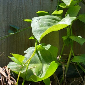 Madeira-Ranke Anredera cordifolia Samen 川 - 1 Samen