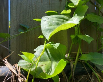 1 Plant of Madeira-Vine Anredera cordifolia 川七