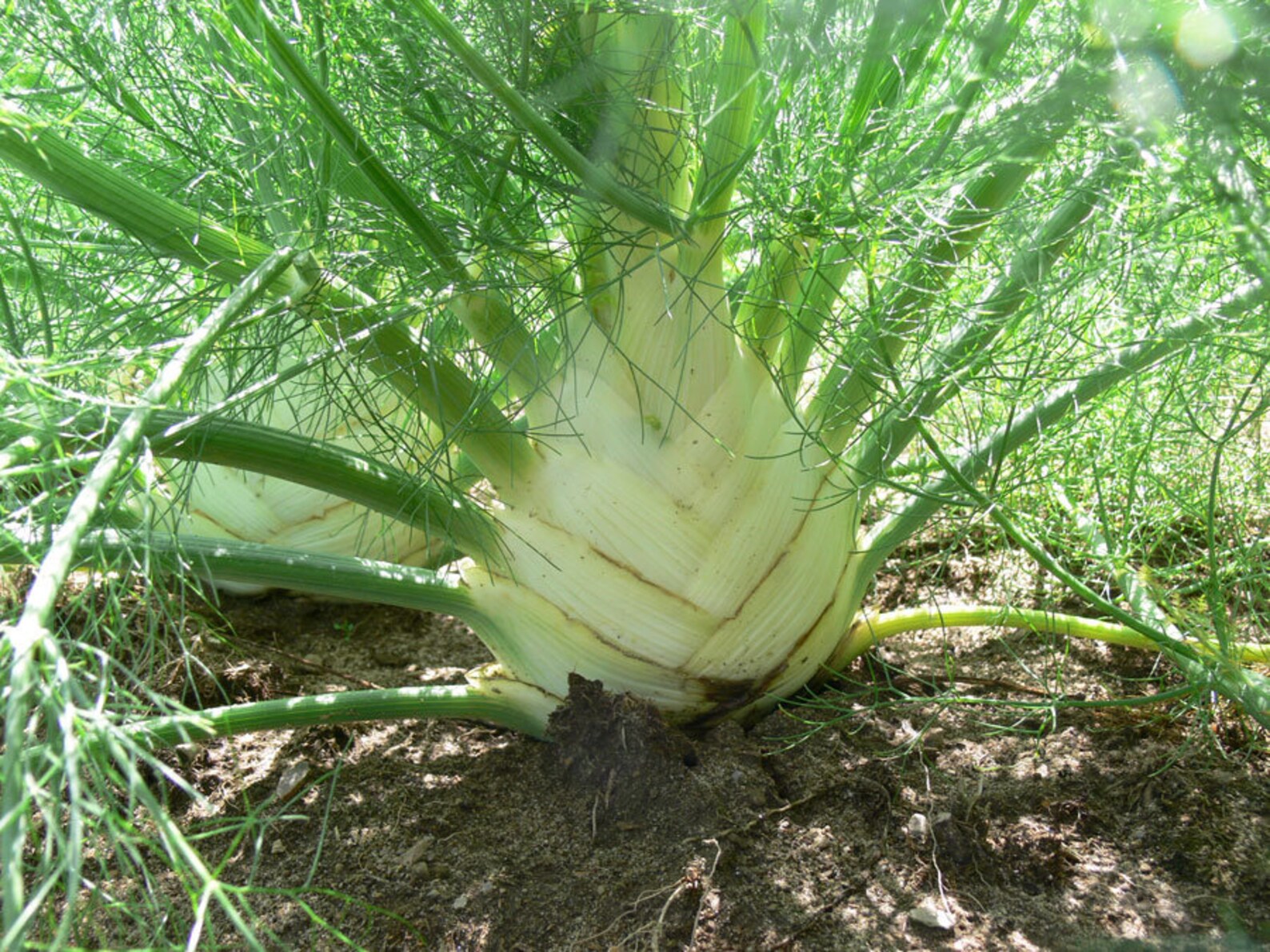 Zefa Fino Florence Fennel Seeds 茴香 100 Seeds Etsy