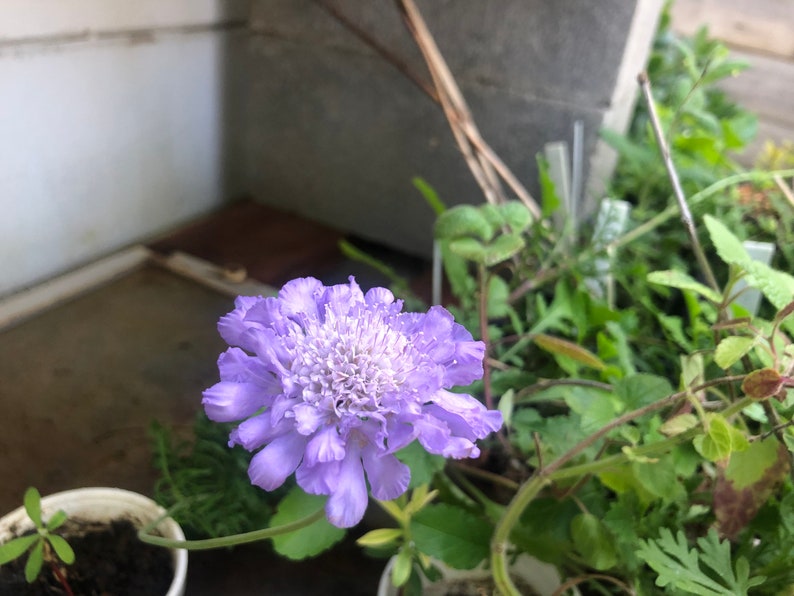 1 Starter Plant of Scabiosa columbaria Butterfly Blue Pincushion Perennial Flower image 3