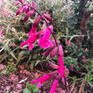 Perennial Salvia Wendy&#39;s Wish Perennial Flower