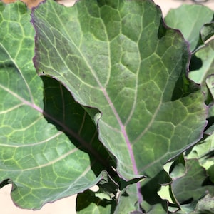 1 Starter Plant of Rooted Perennial Purple Tree Collard