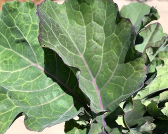 1 Starter Plant of Rooted Perennial Purple Tree Collard