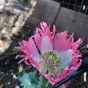 Papaver hybridum 'Danebrog' 30 Seeds 1 tsp like 1,000 seeds, we call 30 to eliminate buyers that count and dispute the seed count image 6