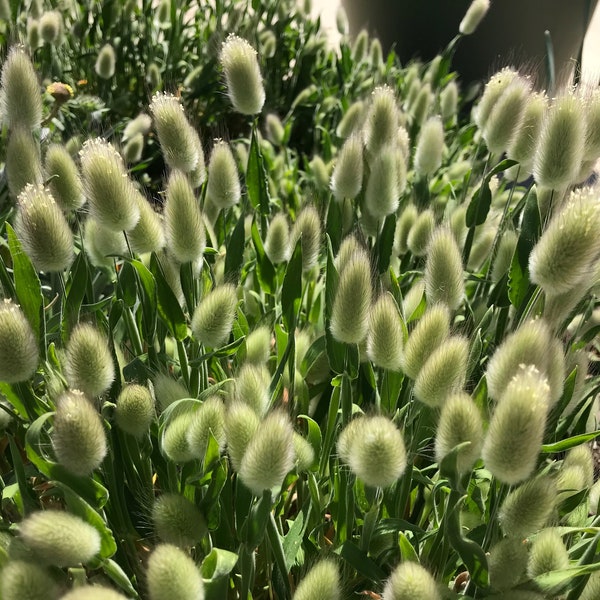 Bunny Tails Ornamental Grass Starter Plant