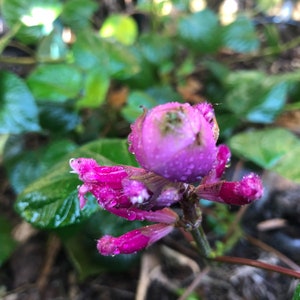 1 Starter Plant of Salvia involucrata Rosebud Salvia Perennial Flower image 4