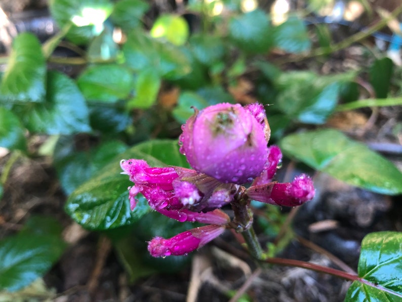 1 Starter Plant of Salvia involucrata Rosebud Salvia Perennial Flower image 4