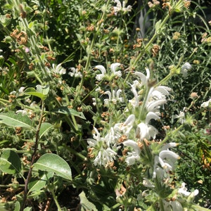 Salvia argentea Silver Sage 'Artemis' 30 Seeds image 6