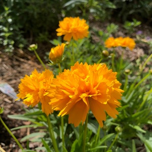 Coreopsis grandiflora Early Sunrise Tickseed image 6